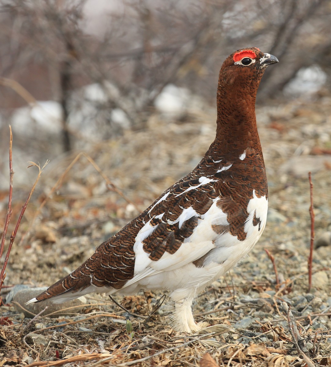 Willow Ptarmigan - ML248685621