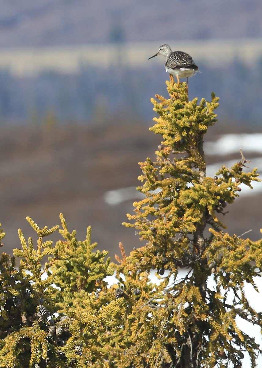 Lesser Yellowlegs - ML248685741