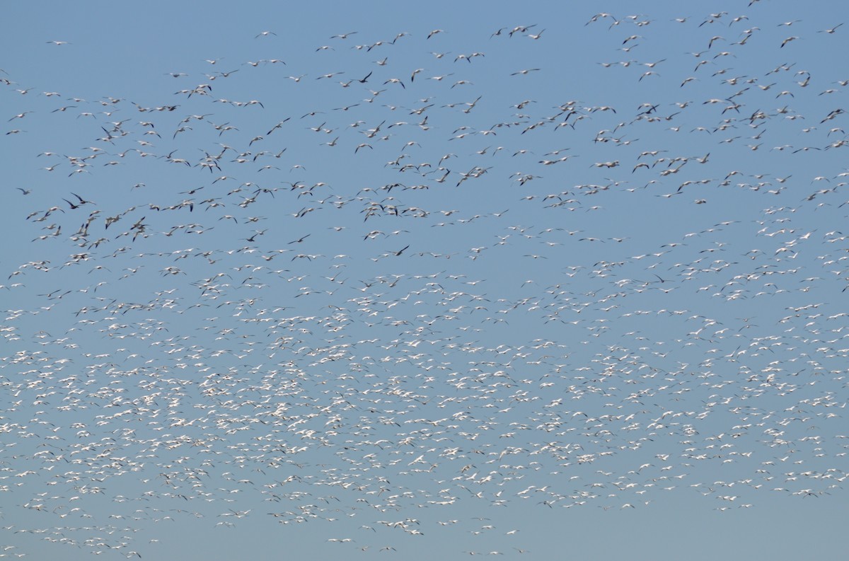 Snow Goose - ML24868681