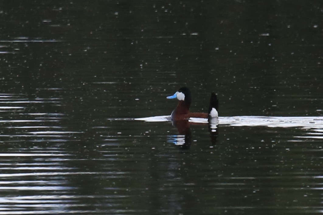 Ruddy Duck - ML248687671