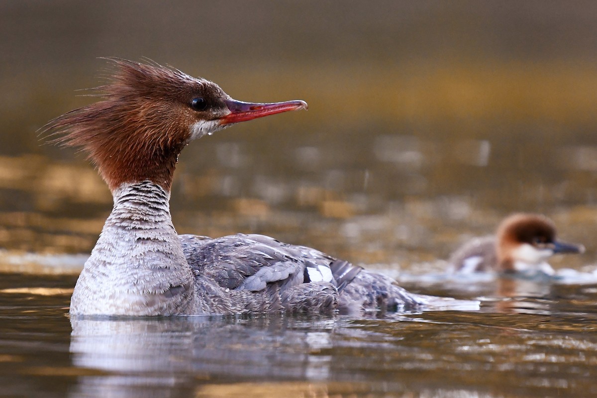 Common Merganser - ML248687691