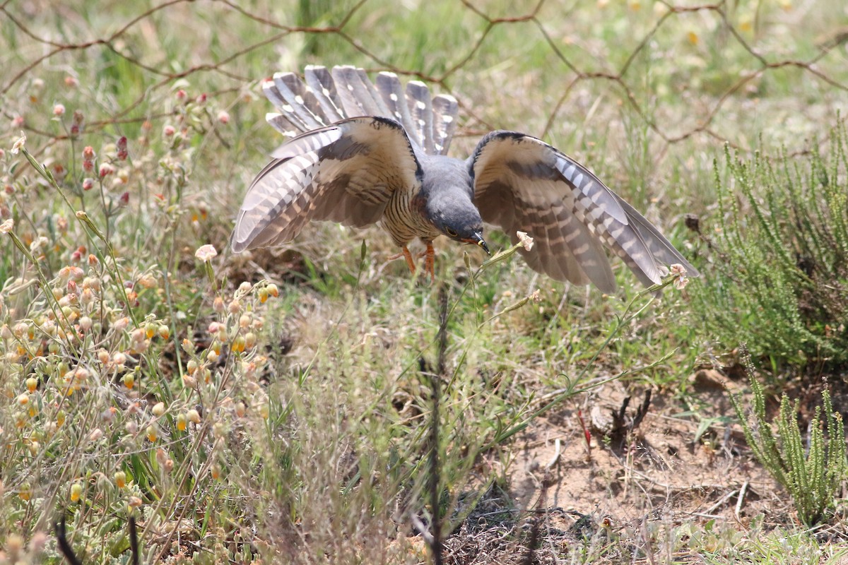 Red-chested Cuckoo - ML248687731