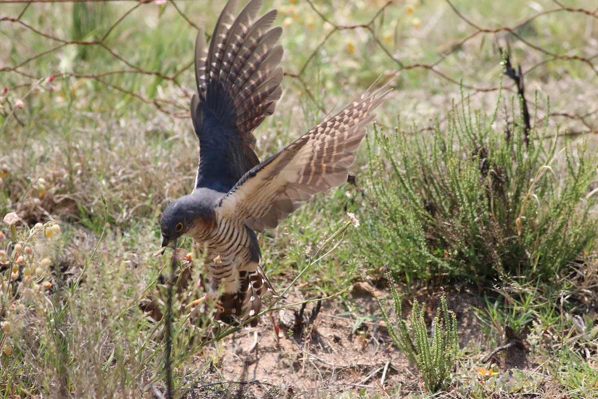 Red-chested Cuckoo - ML248687741