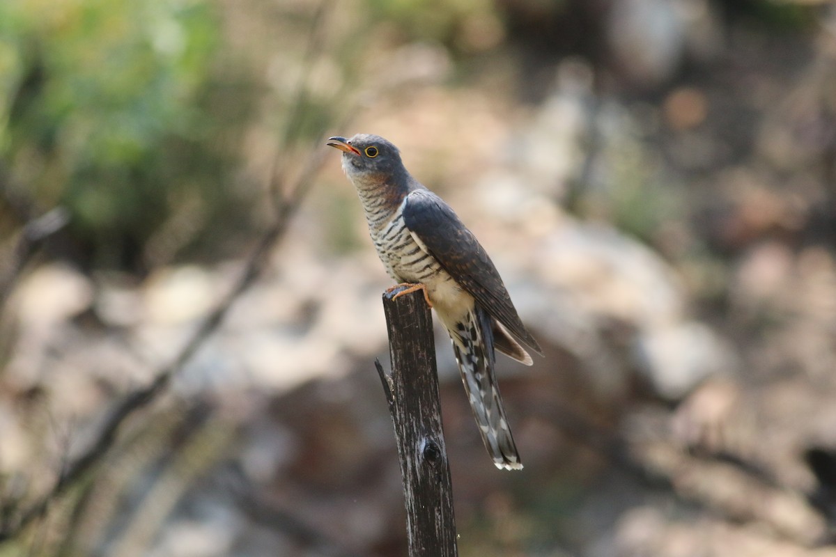 Red-chested Cuckoo - ML248687761