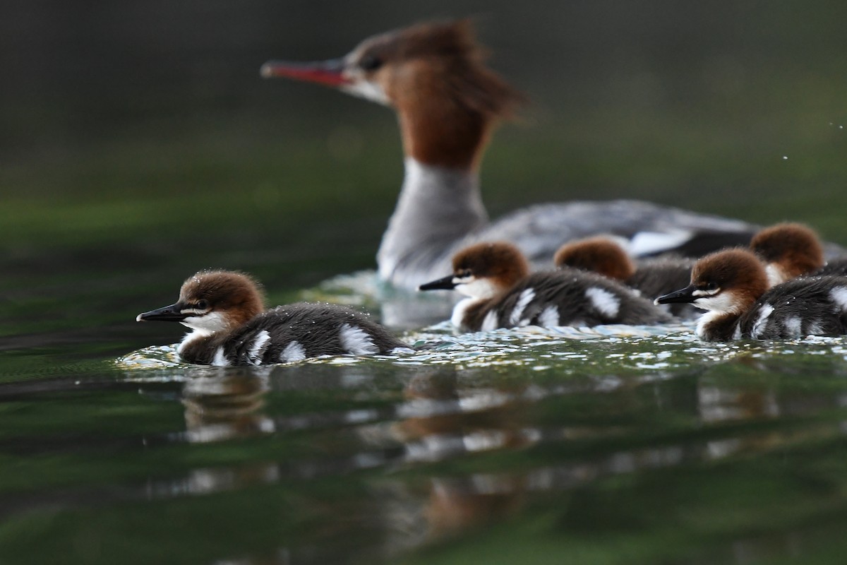 Common Merganser - ML248687951