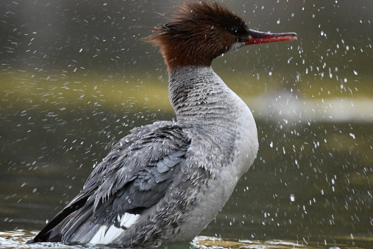 Common Merganser - ML248687991