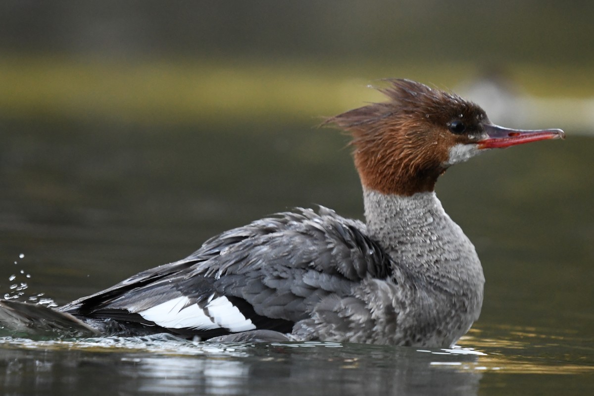 Common Merganser - ML248688111