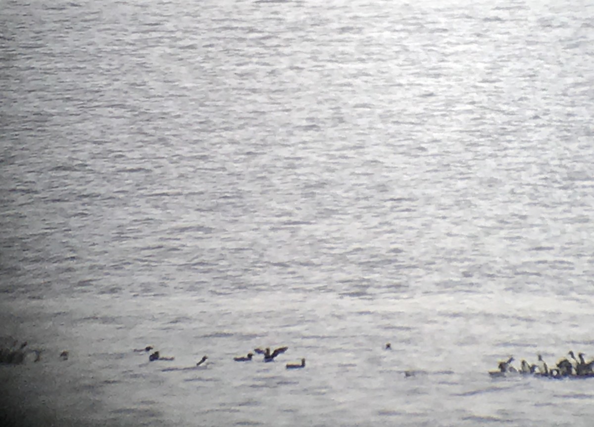 Common Murre - Bruce LaBar