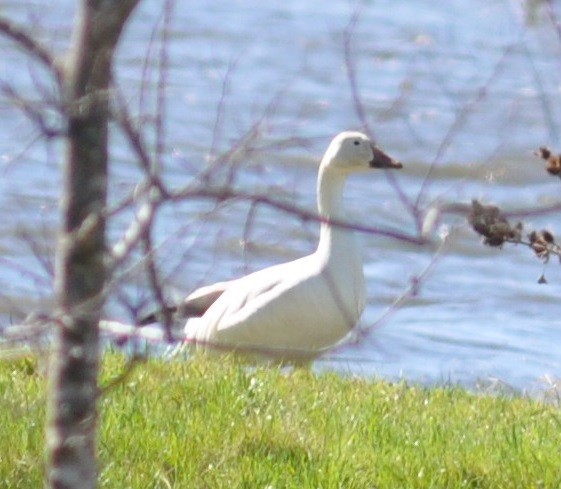 Snow Goose - ML24868821