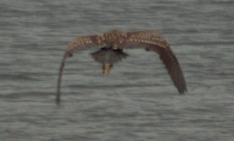 Black-crowned Night Heron - ML24868961