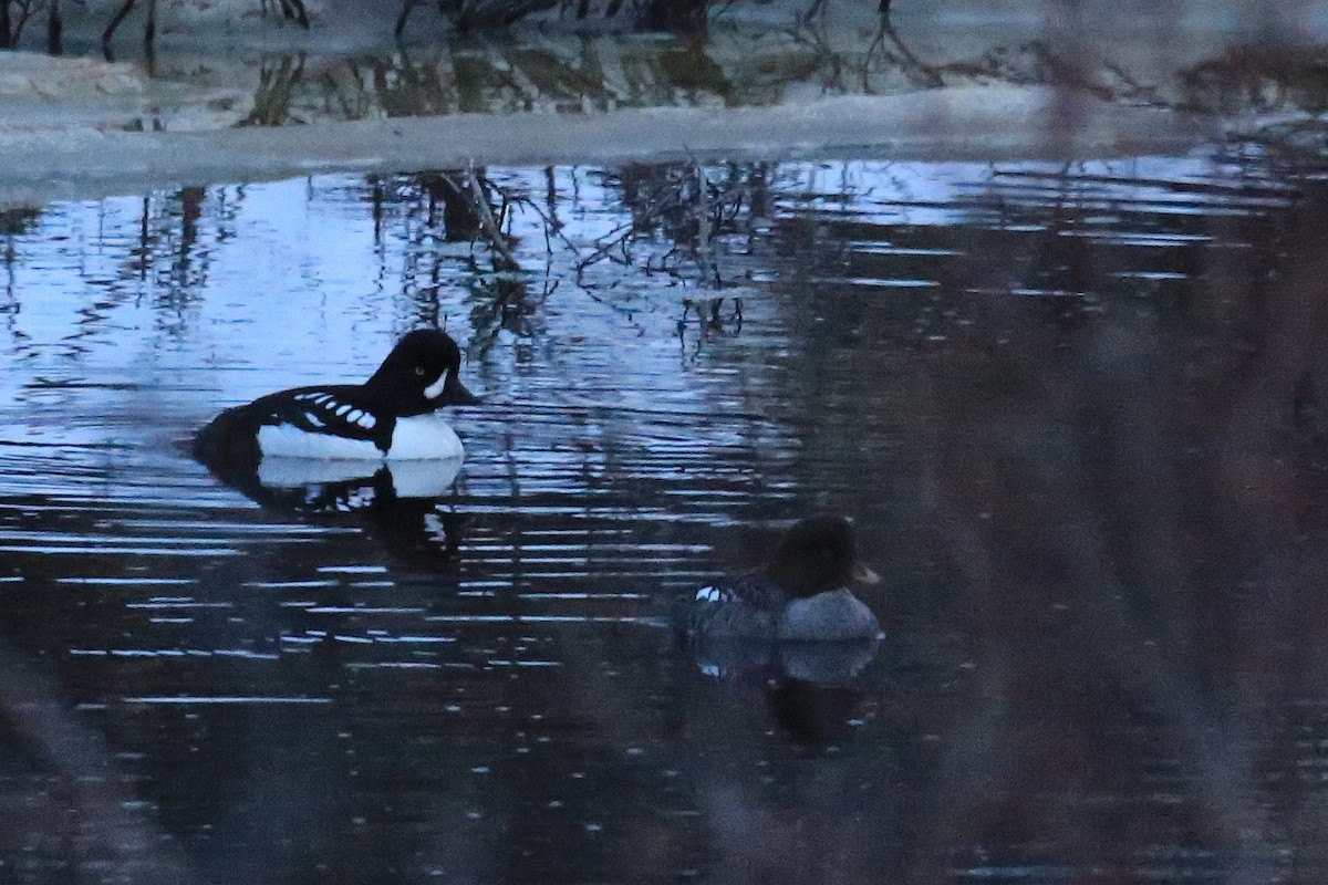 Barrow's Goldeneye - ML248689761