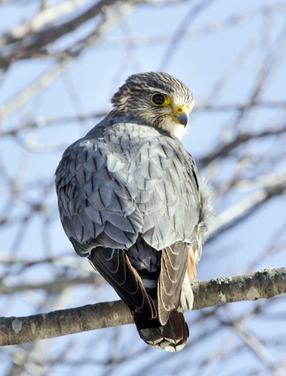 Merlin (Prairie) - Lori Widmann