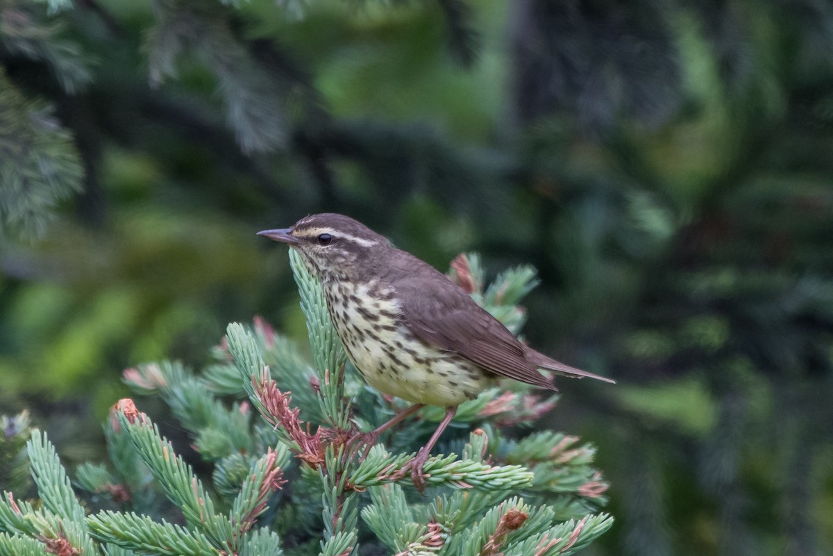 Northern Waterthrush - ML248697391