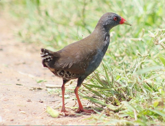 Paint-billed Crake - ML248697601