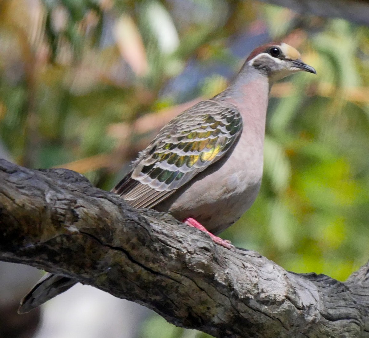 Common Bronzewing - ML248701011