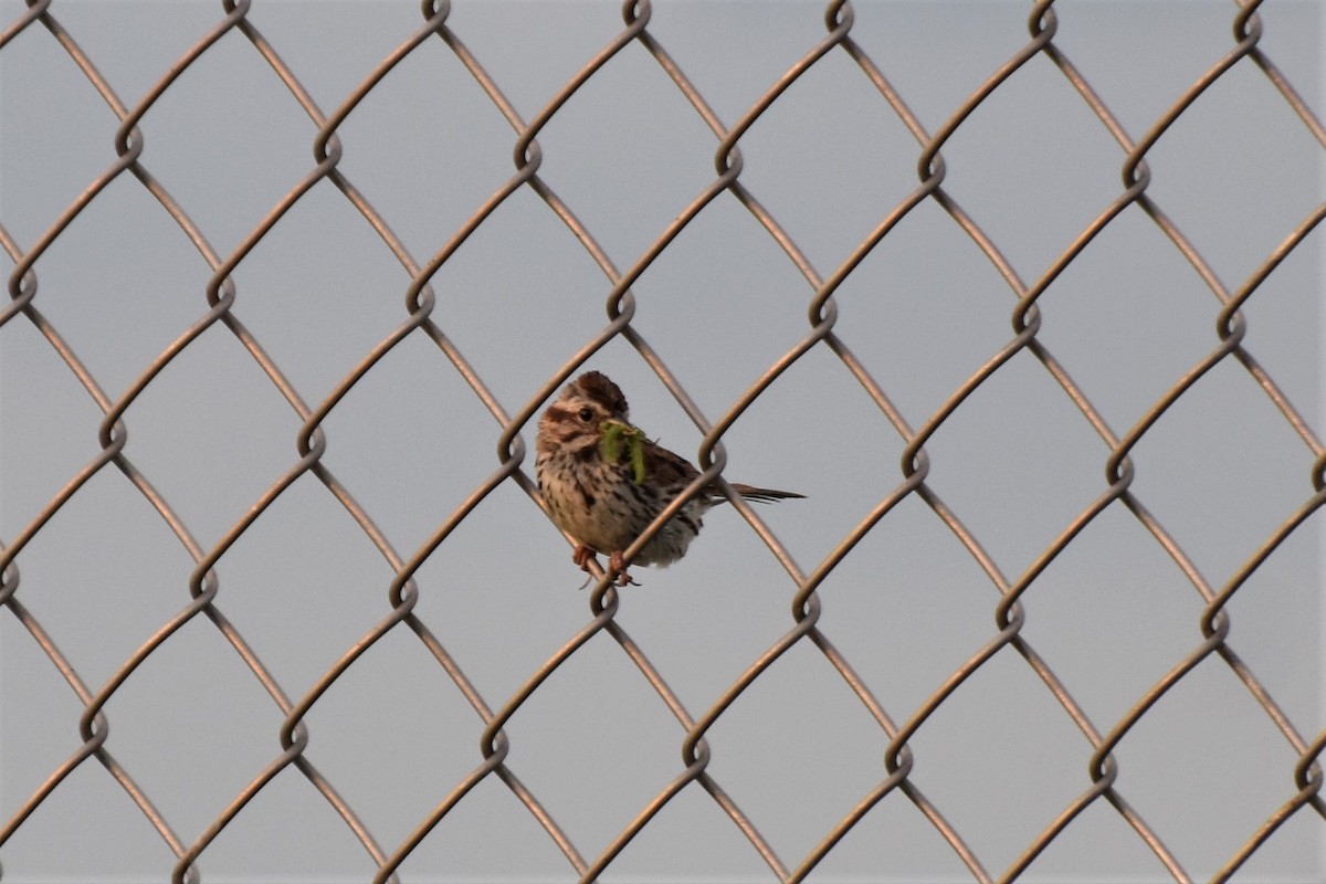 Song Sparrow - ML248701031