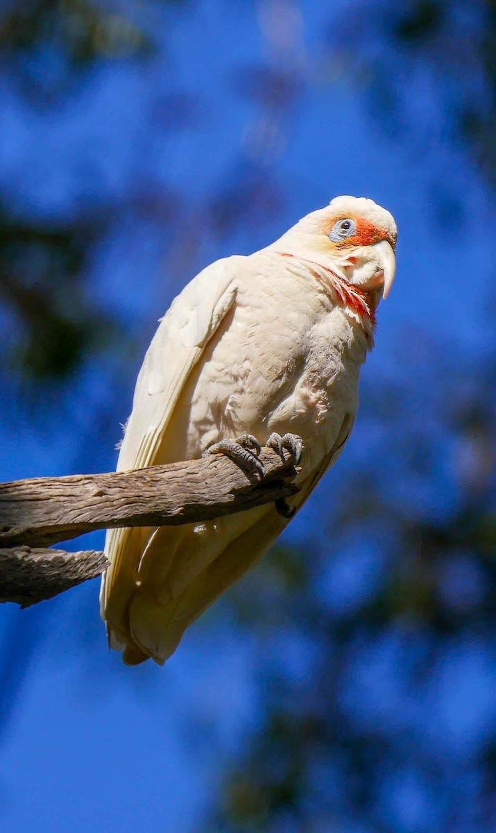 kakadu ostrozobý - ML248701601