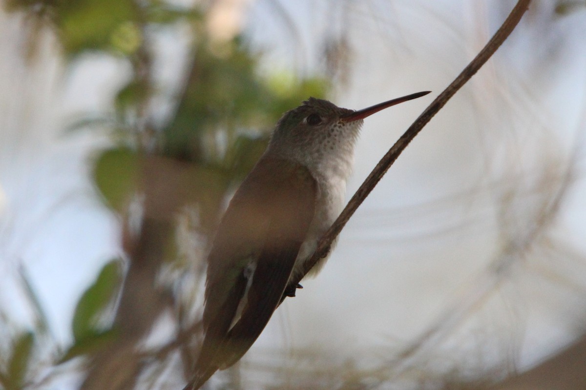 White-bellied Hummingbird - ML248701751