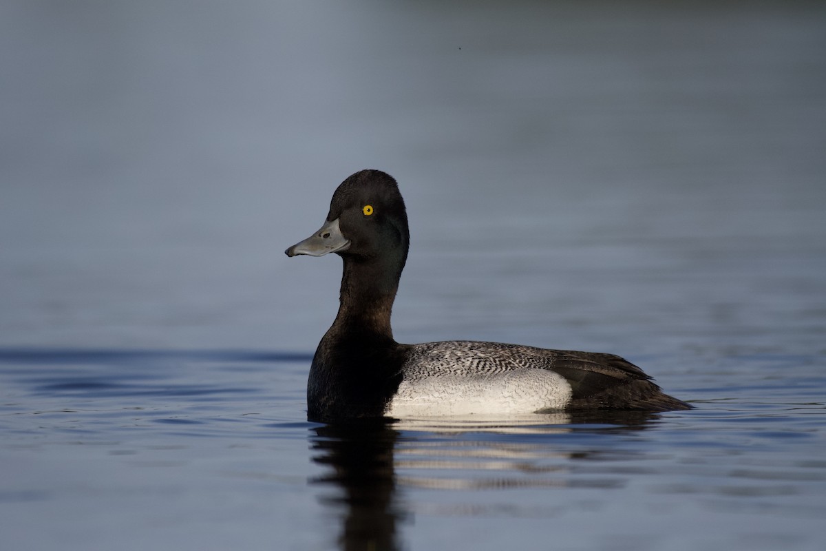 Lesser Scaup - Josiah Verbrugge