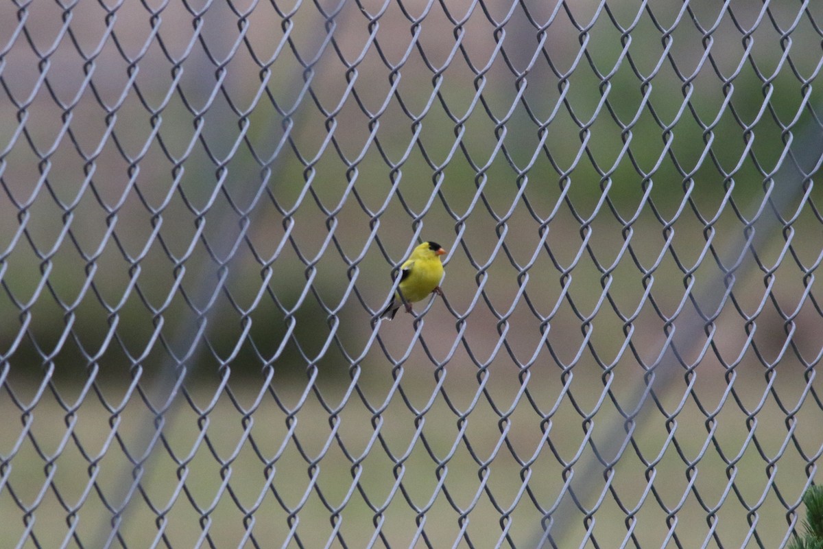 American Goldfinch - ML248702951