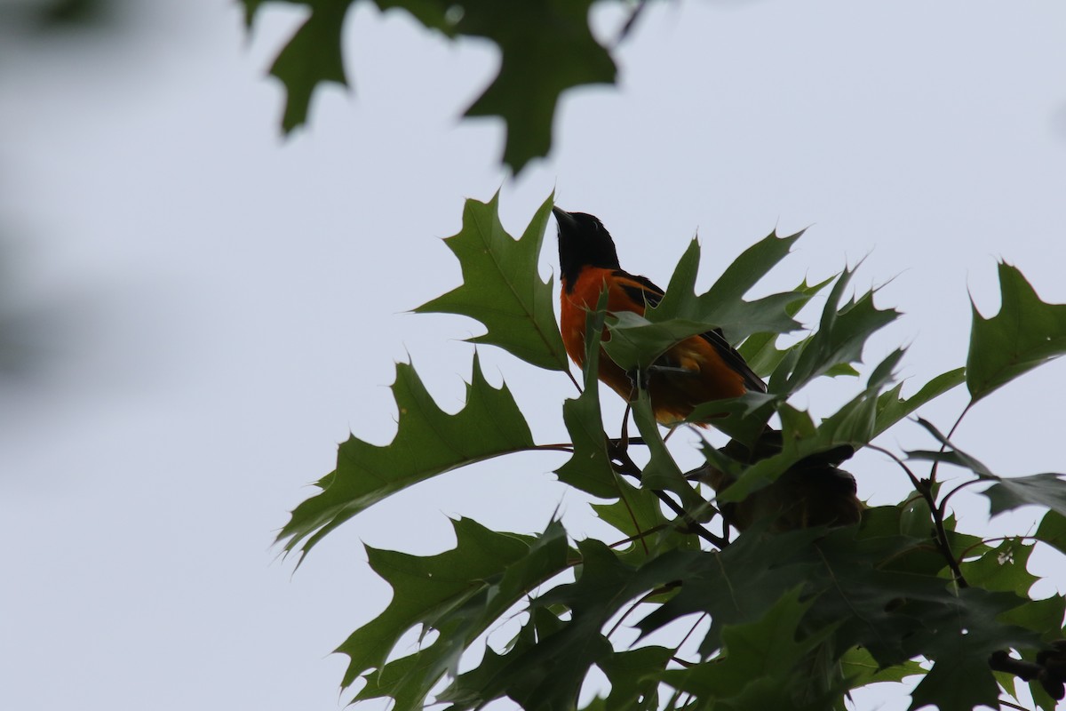 Baltimore Oriole - ML248703151