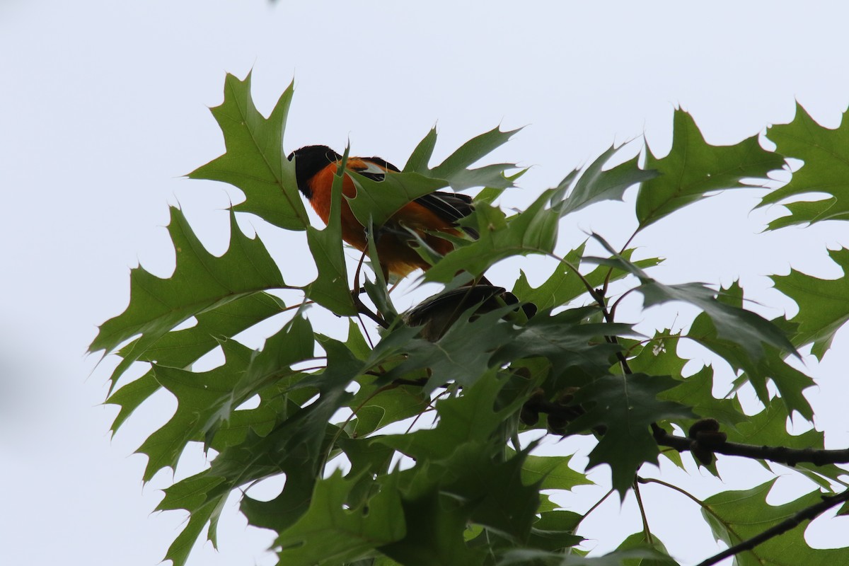 Baltimore Oriole - ML248703161