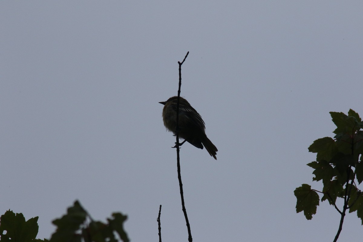 Baltimore Oriole - ML248703171