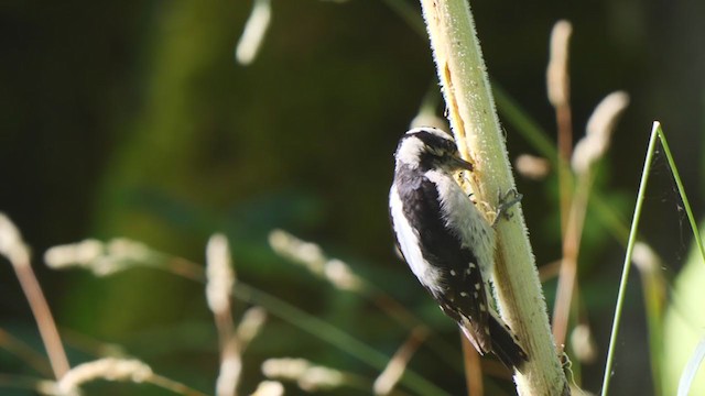 Downy Woodpecker - ML248703791