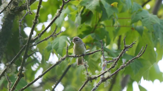 Vireo Gorjeador - ML248703931