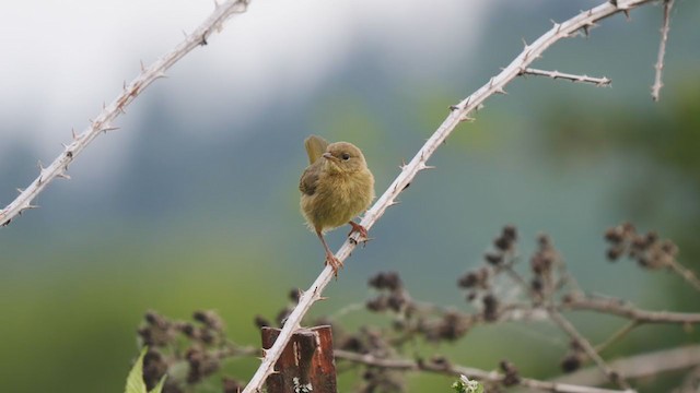 Common Yellowthroat - ML248703951