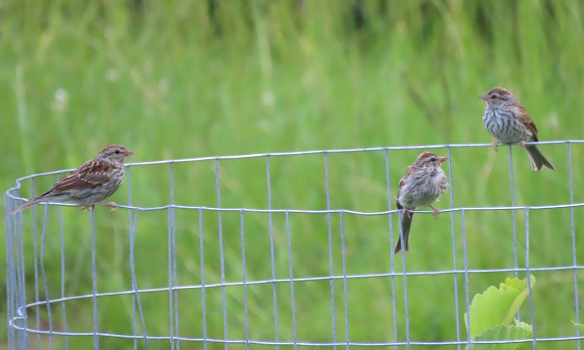 Chipping Sparrow - ML248704281