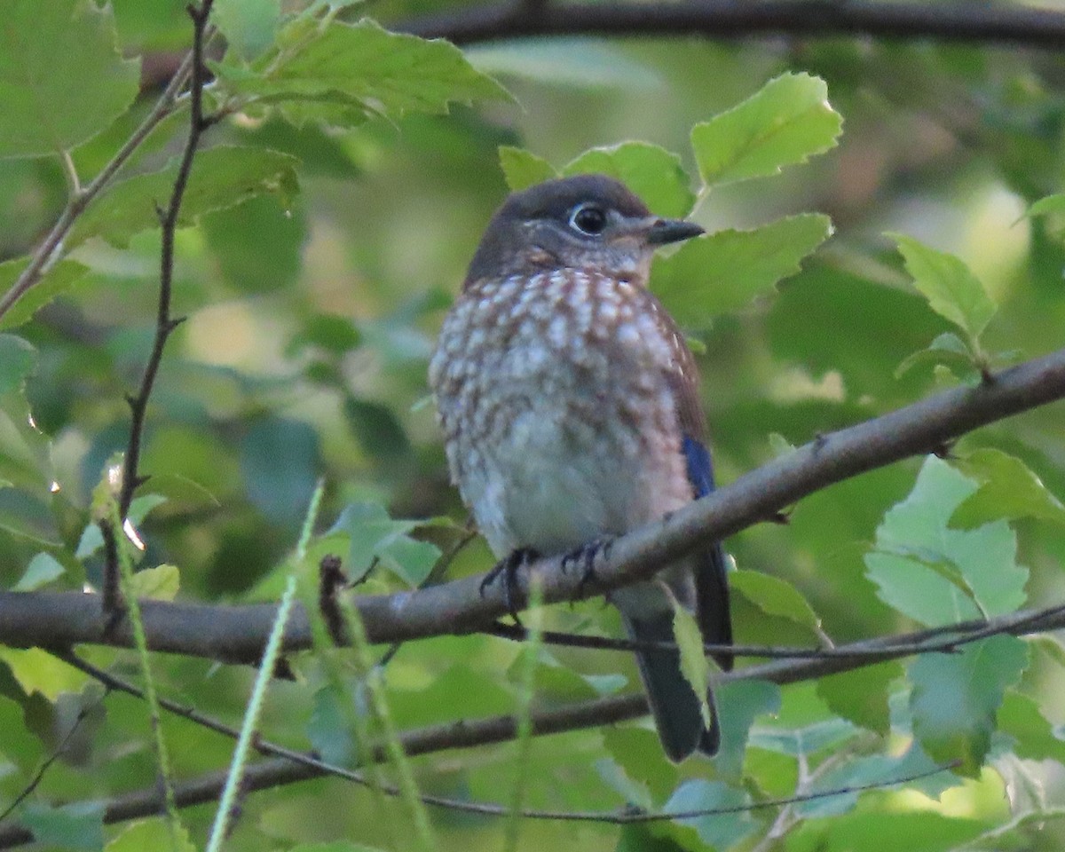 Eastern Bluebird - ML248704311