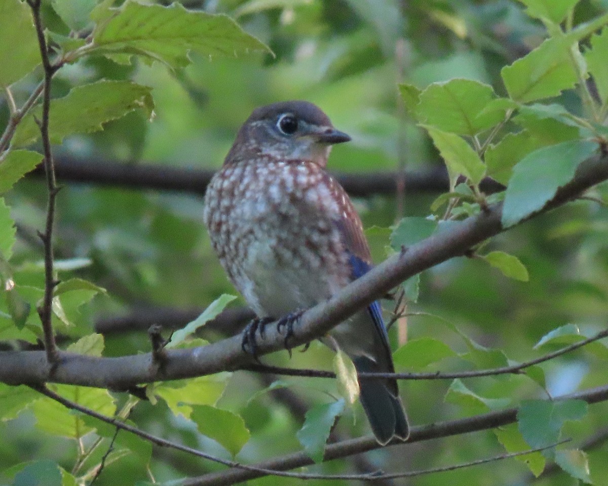 Eastern Bluebird - ML248704341