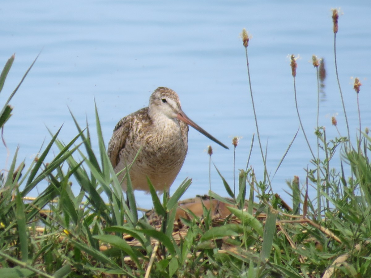 Marbled Godwit - ML248704421