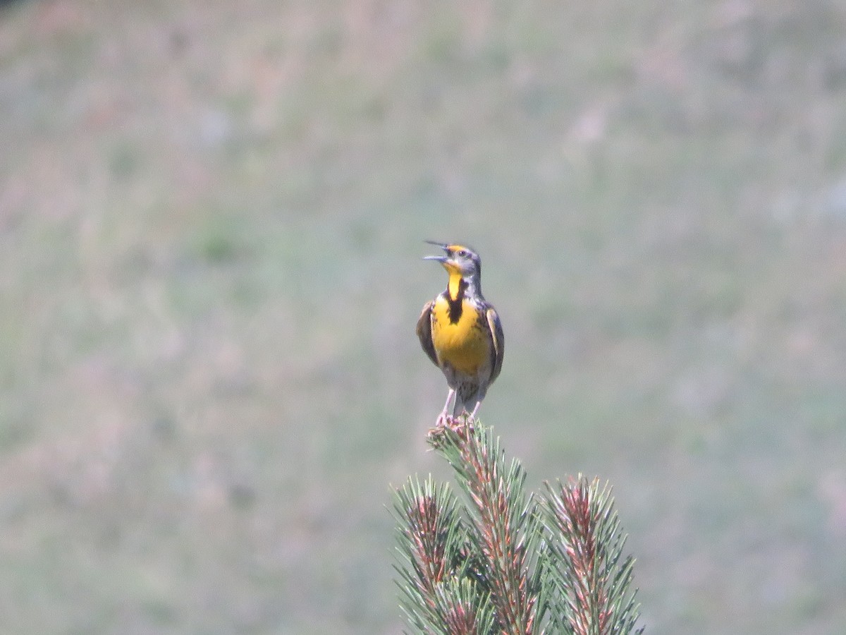 Western Meadowlark - ML248704501