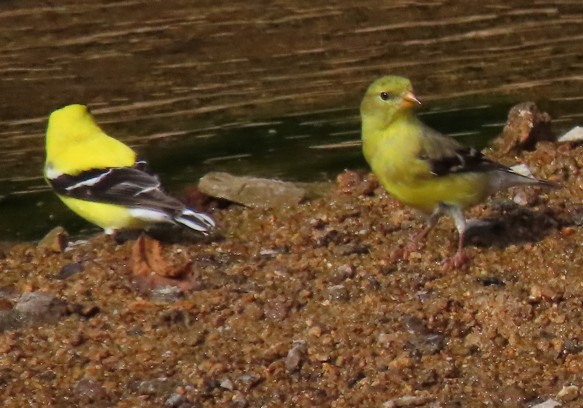 American Goldfinch - ML248705871