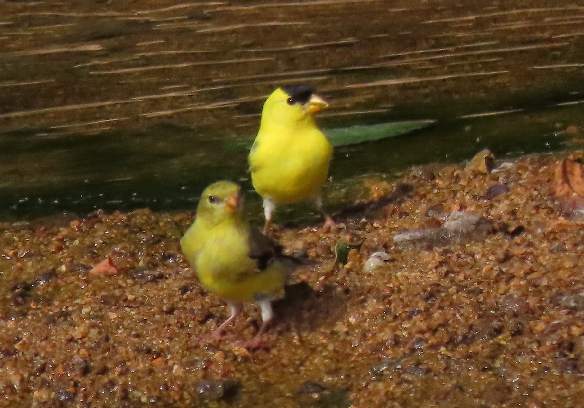 American Goldfinch - ML248705881