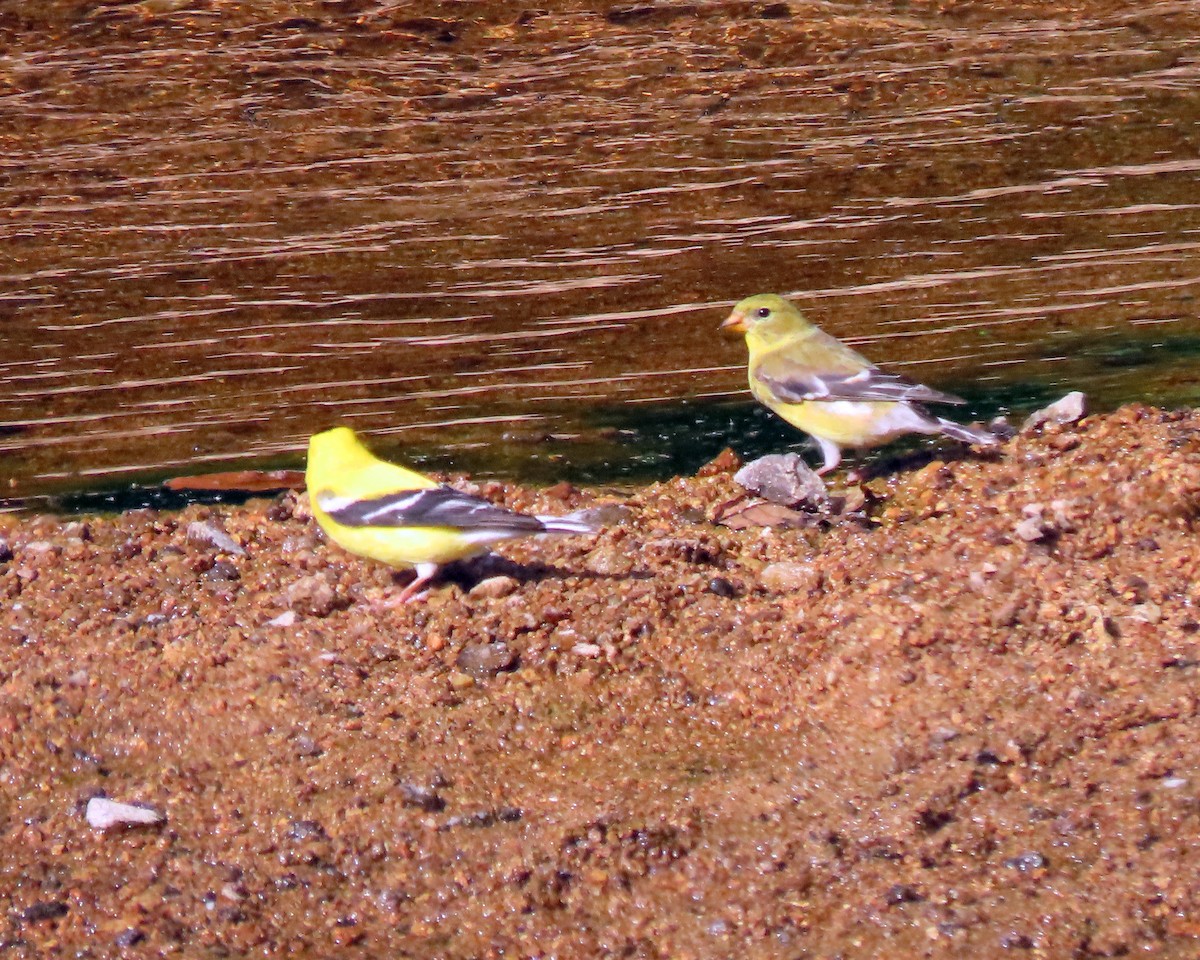 American Goldfinch - ML248705911