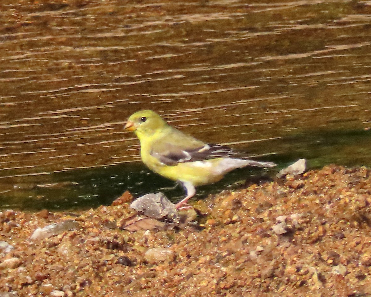 American Goldfinch - ML248705921