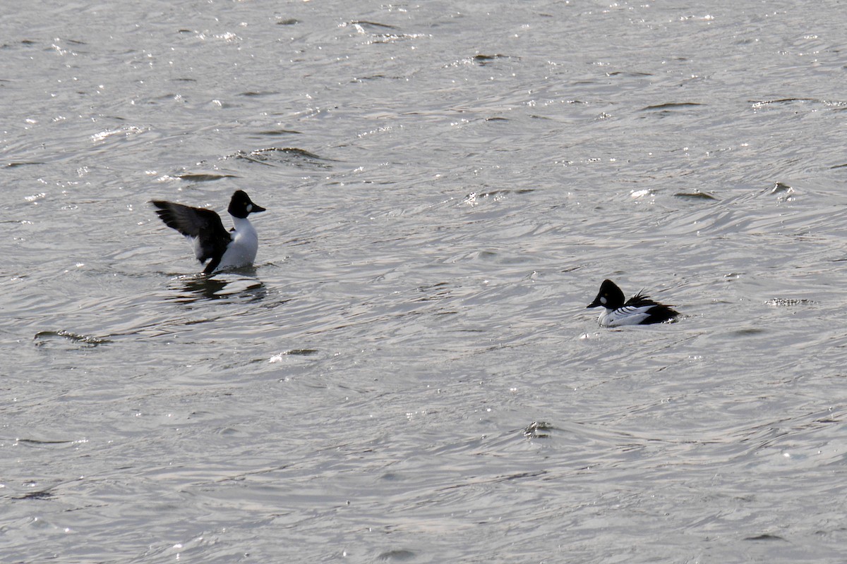 Common Goldeneye - ML248707241