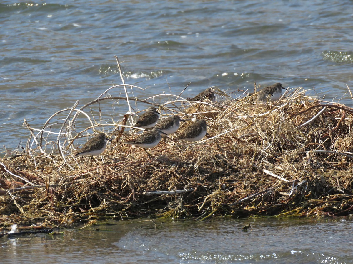 Least Sandpiper - ML24870781