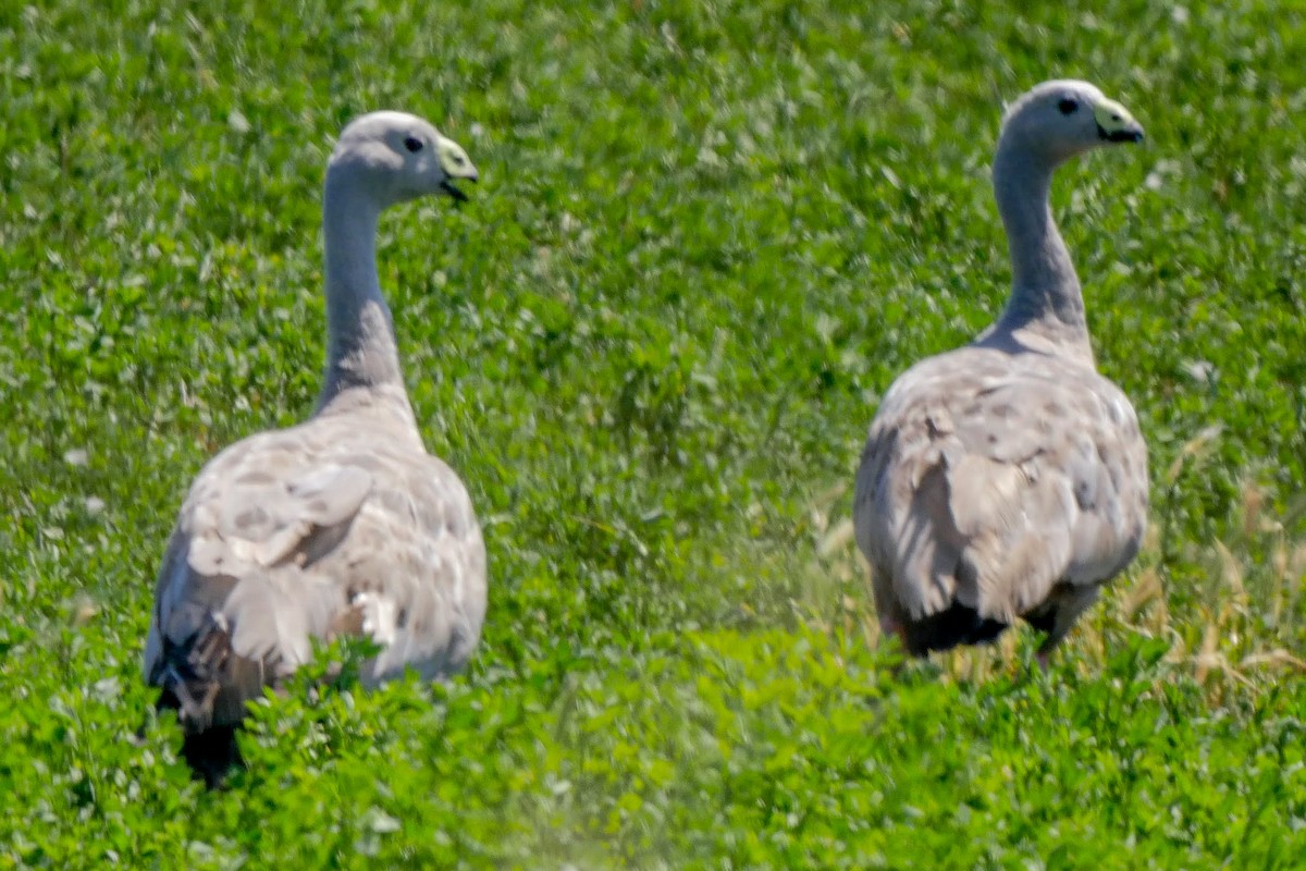 Cape Barren Goose - Roger Horn