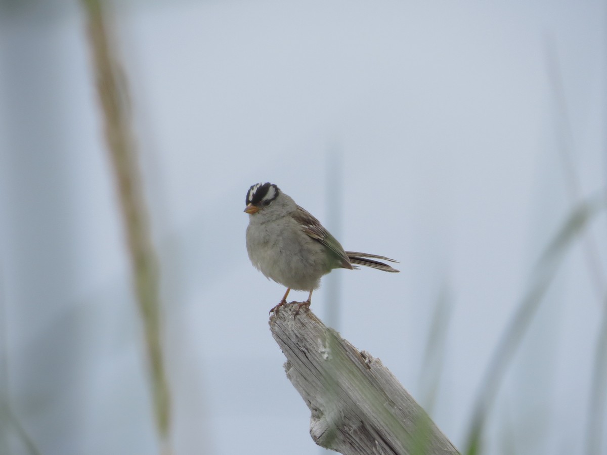 White-crowned Sparrow - ML248710811