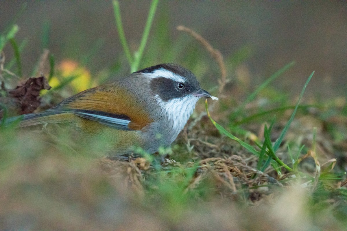 White-browed Fulvetta - Ian Hearn