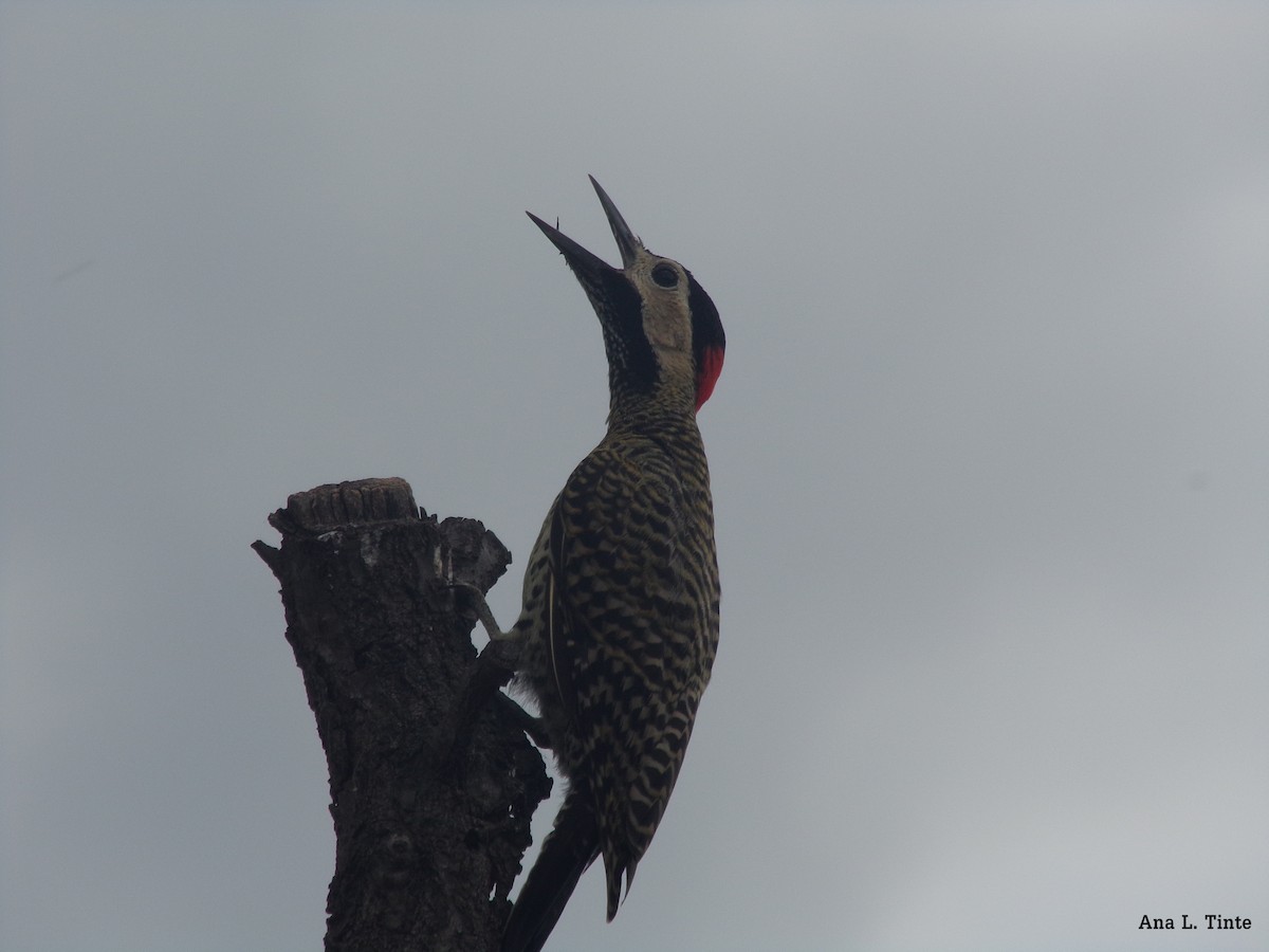 Green-barred Woodpecker - Ana Laura Tinte