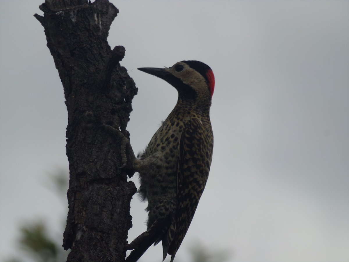 Green-barred Woodpecker - Ana Laura Tinte