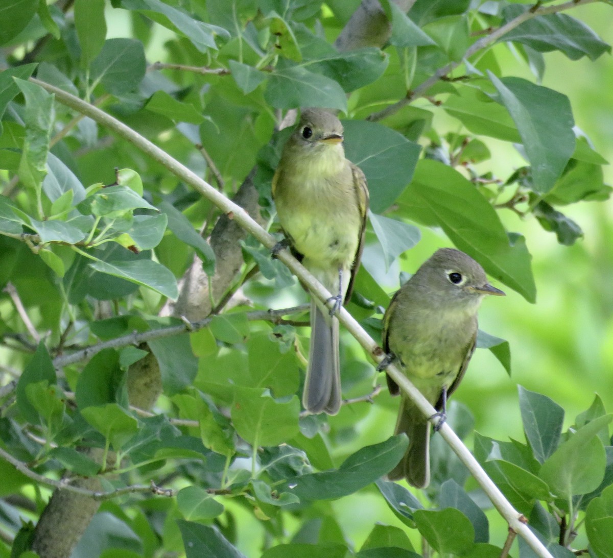 Western Flycatcher (Cordilleran) - ML248712571