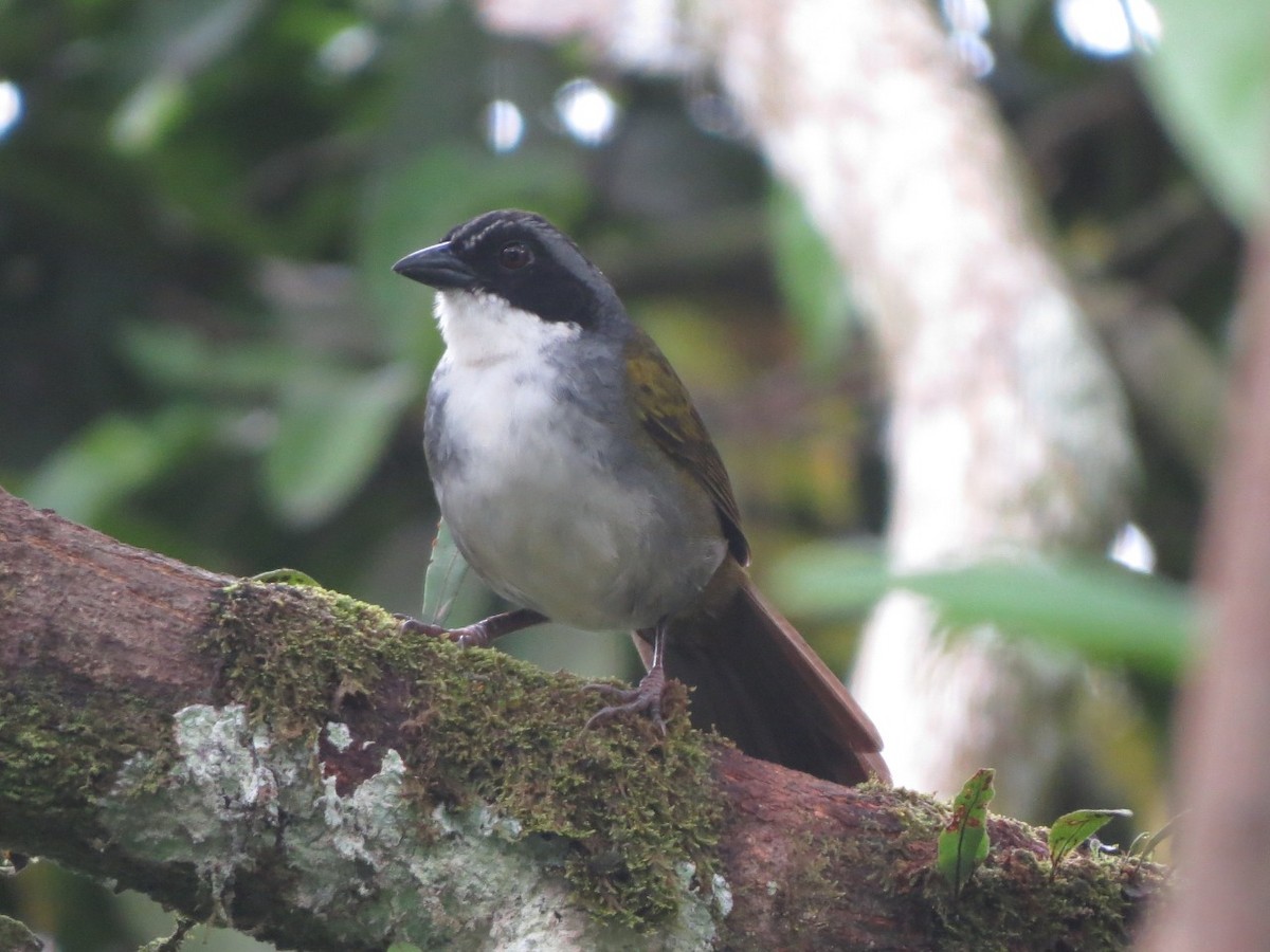 Costa Rican Brushfinch - José Castro Jiménez