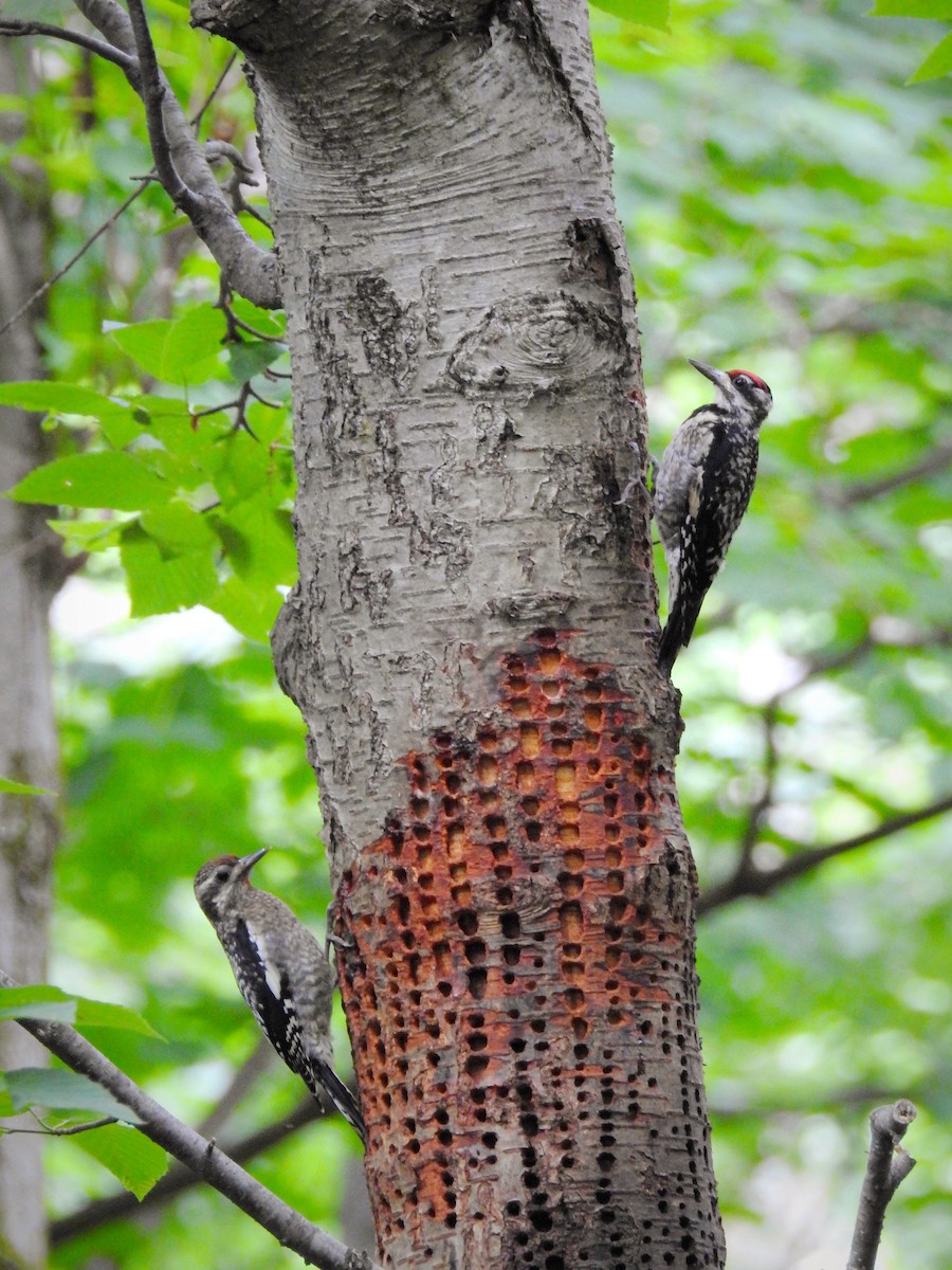 Yellow-bellied Sapsucker - Cory Elowe