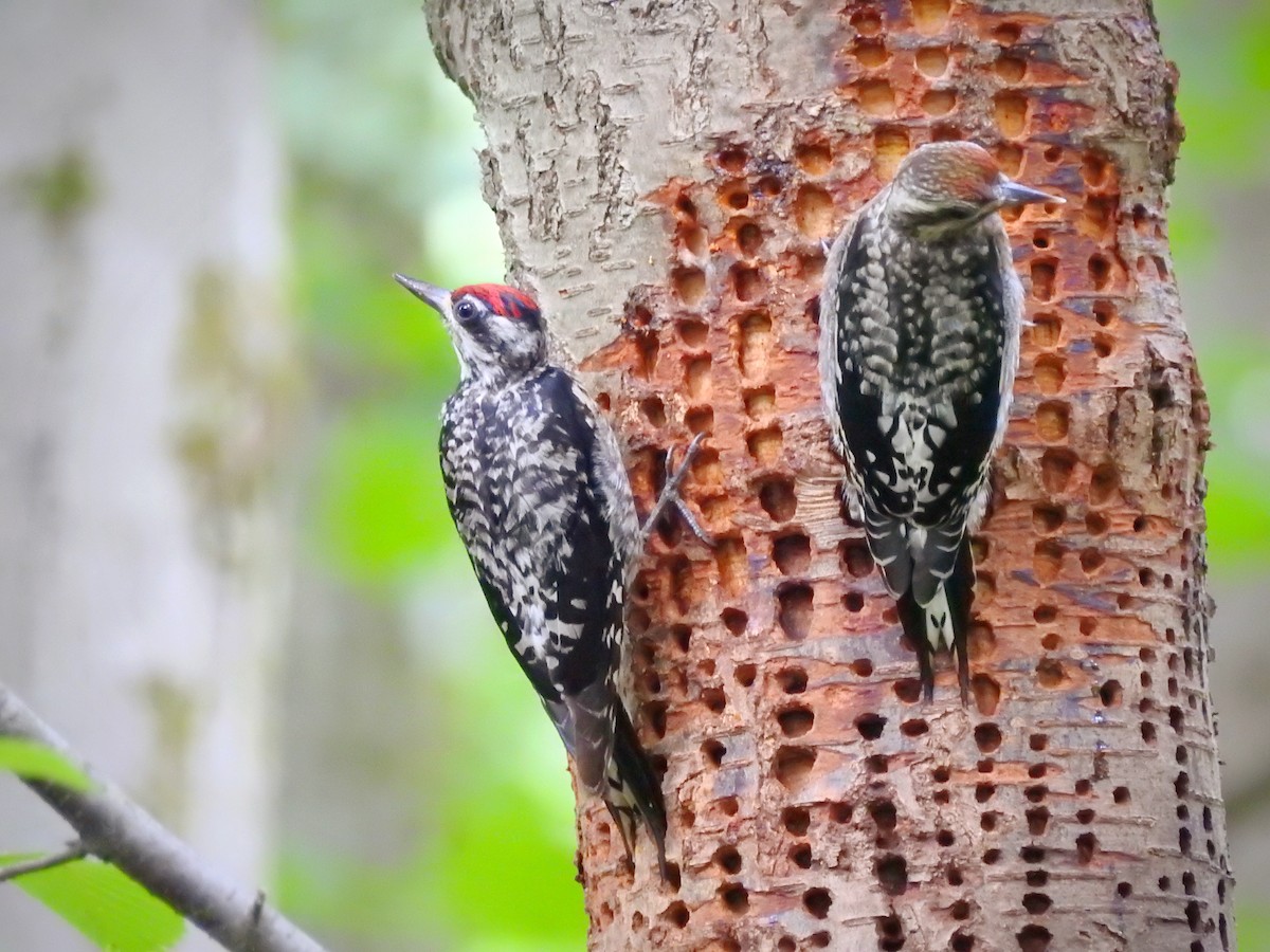 Yellow-bellied Sapsucker - Cory Elowe